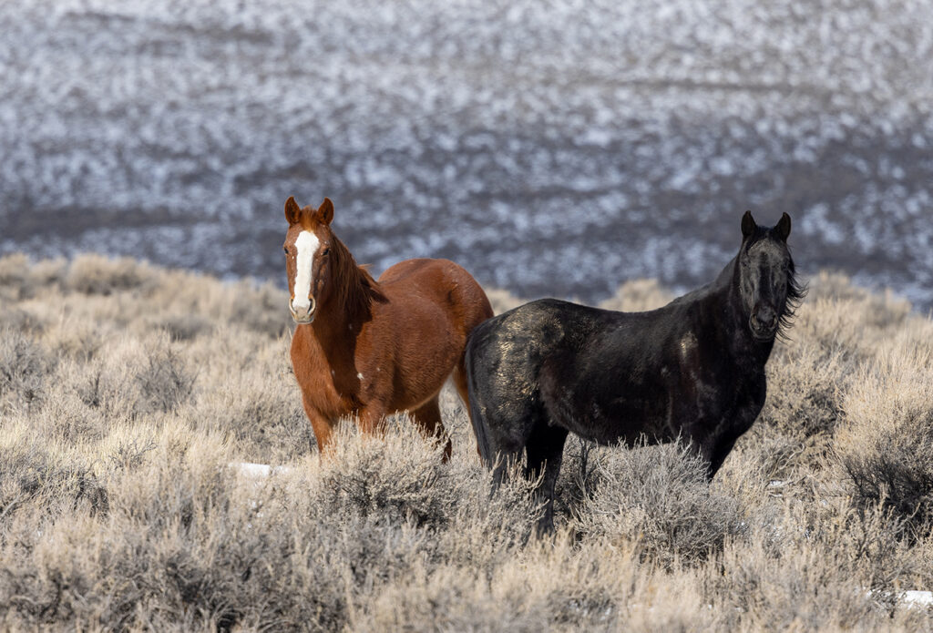 Two of Idaho's Wild Horses