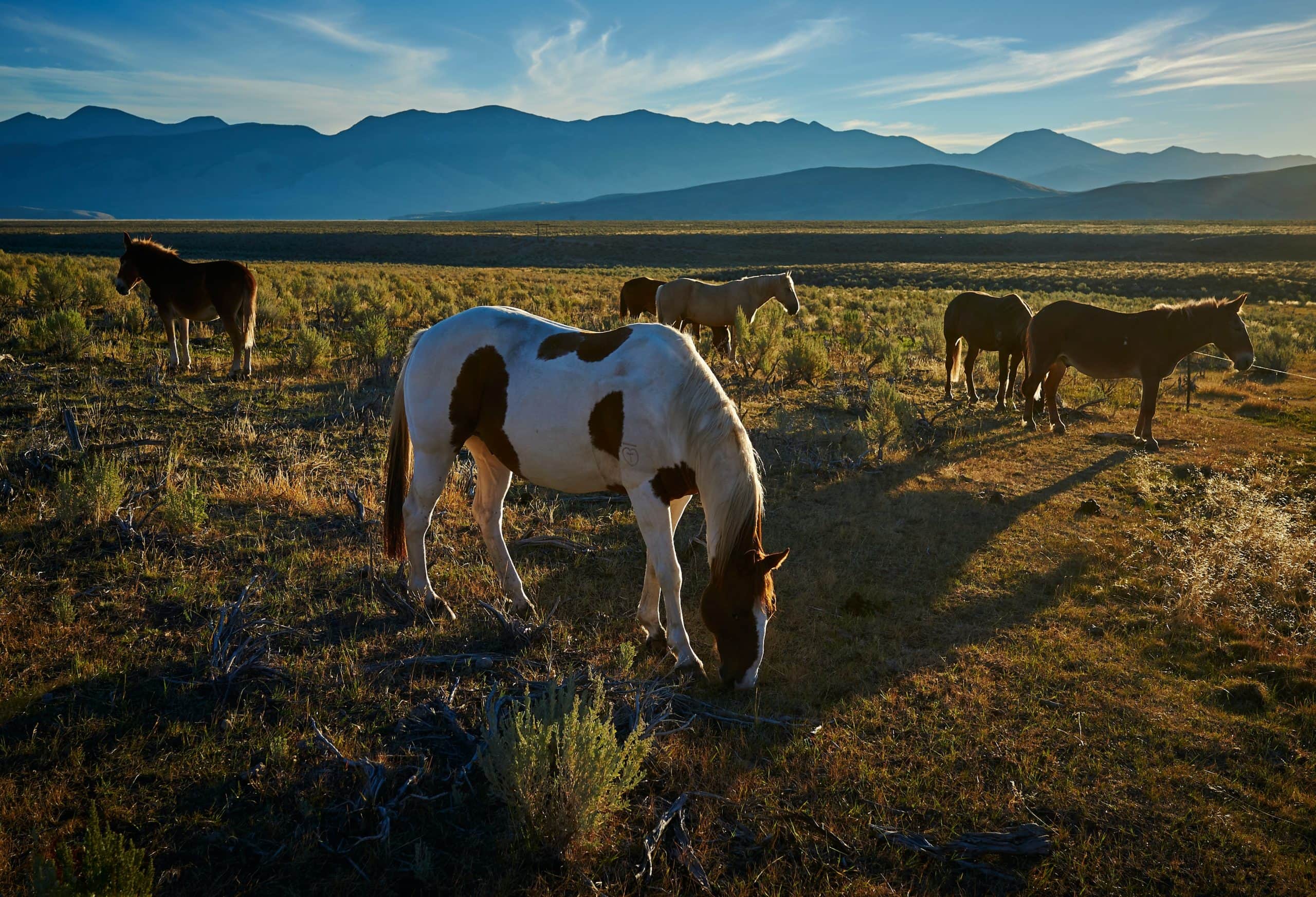 Idaho's Wild Horses are truly
