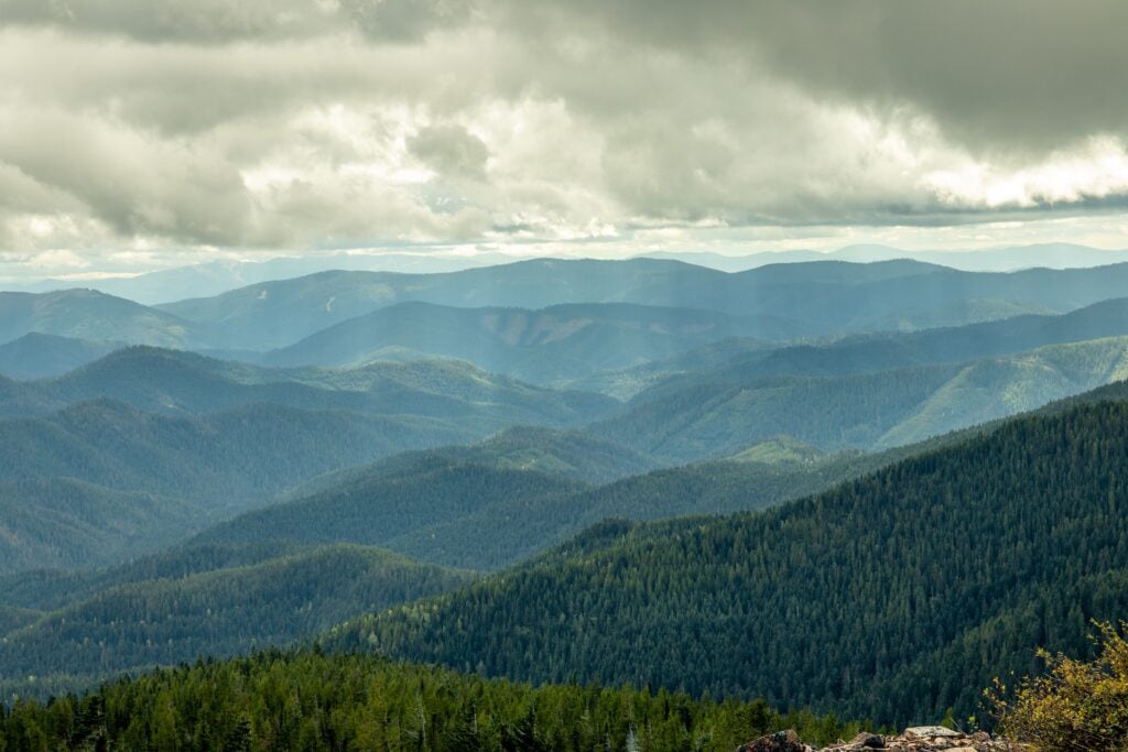 North Idaho forest.