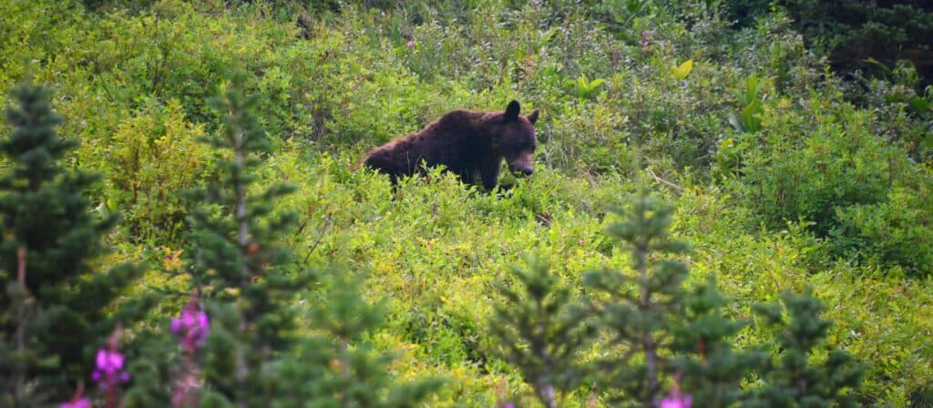 A black bear forages for wild Idaho huckleberries.