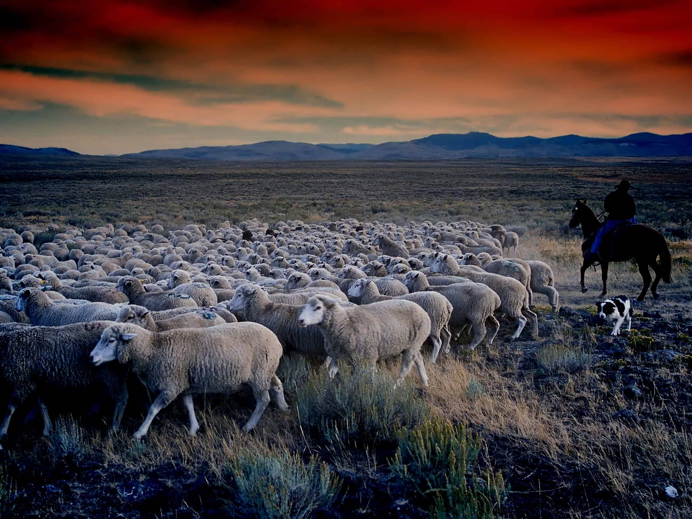The Legacy of Basque Sheep Herding in Idaho: A Tale of Tradition ...